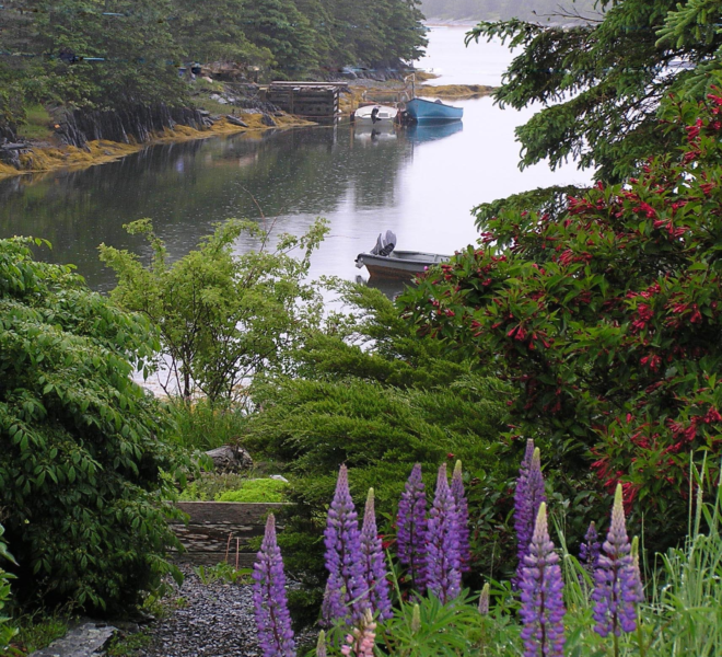 2016-nova_scotia_lupines_inspiration